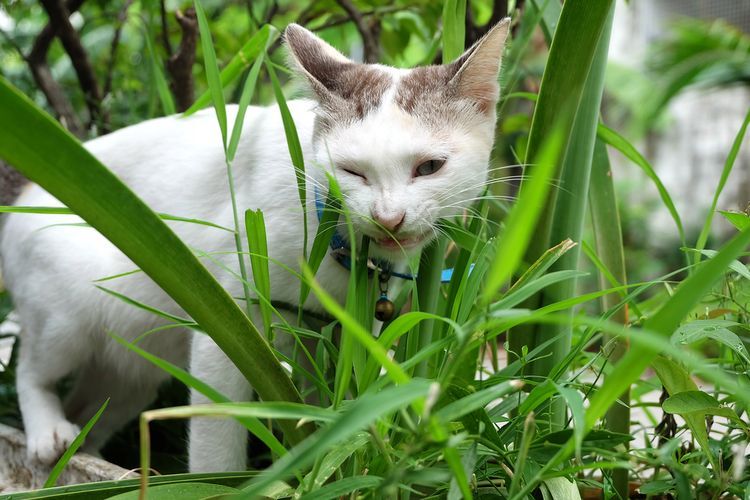 Menjauhkan Tumbuhan dari Kucing