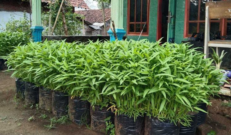 Peletakan ke Polybag