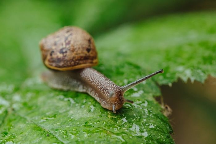 Penangkal Bekicot dan Slug