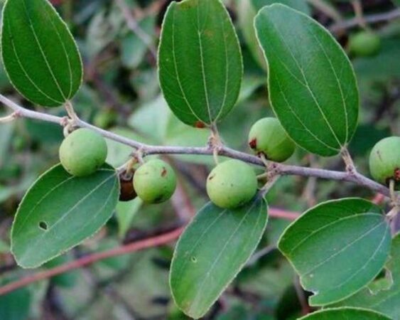 5 Penyebab Pohon Bidara Mati dan Cara Perawatannya