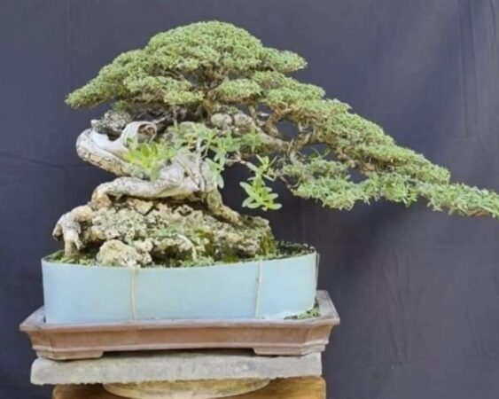 Bonsai Cemara Jepang- Habitat, Ciri dan Cara Perawatannya