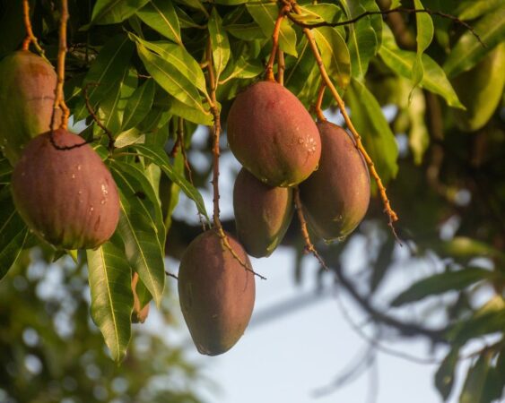 Cara Menanam Mangga Dari Biji