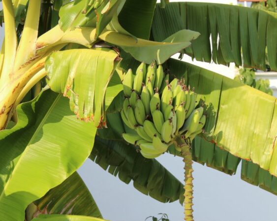 Cara Menanam Pisang