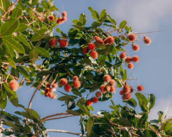 Cara Menanam Rambutan