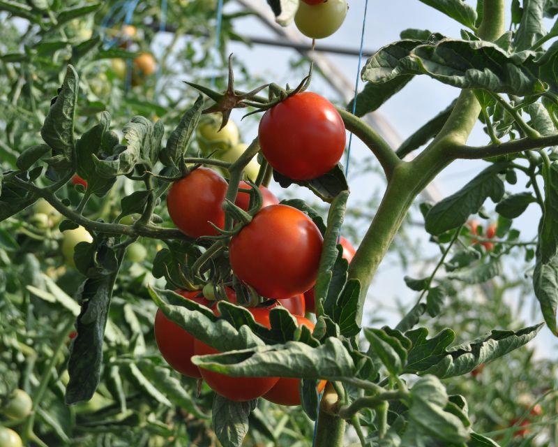 6 Cara Menanam Tomat Di Polybag Agar Berbuah Lebat