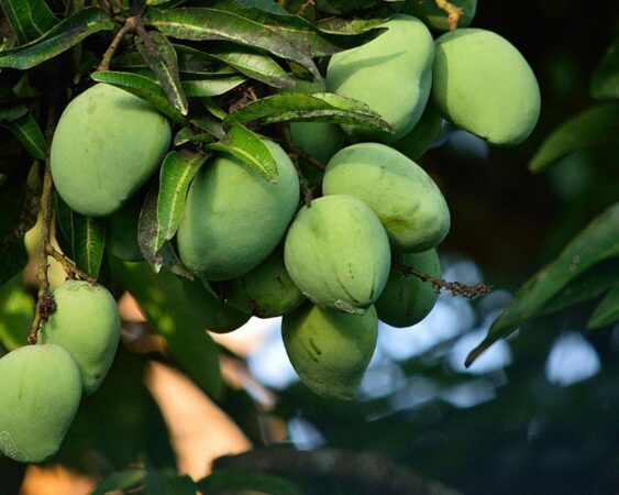 Cara Merawat Pohon Mangga