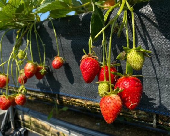 Cara Merawat Strawberry