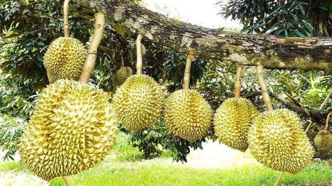 Durian Jantan