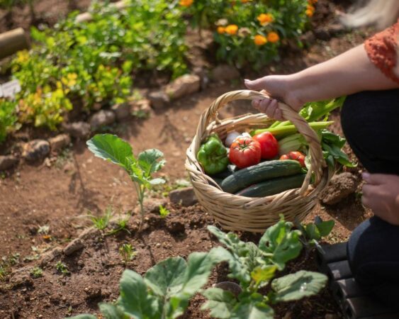 Membuat Kebun Sayur Di Pekarangan Rumah