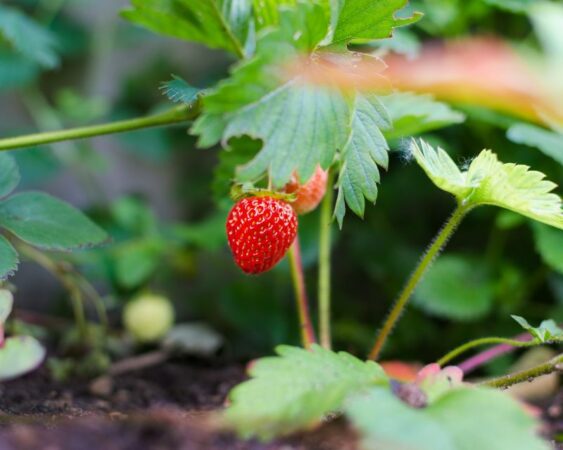 Menanam Bibit Strawberry