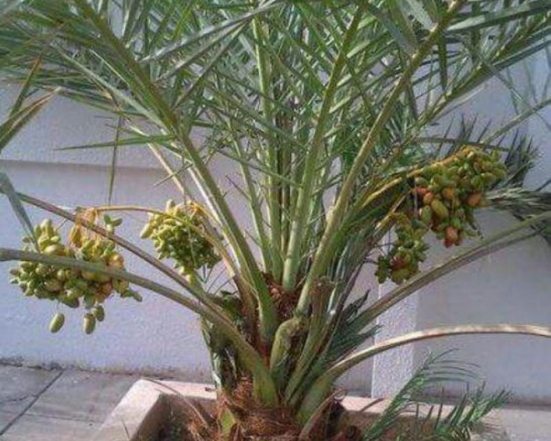 LangkahLangkah Menanam Kurma Di Pot Yang Mudah Dilakukan