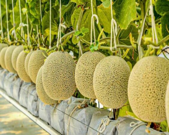 bibit melon terbaik