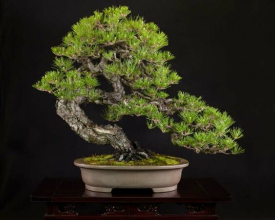 bonsai black pine