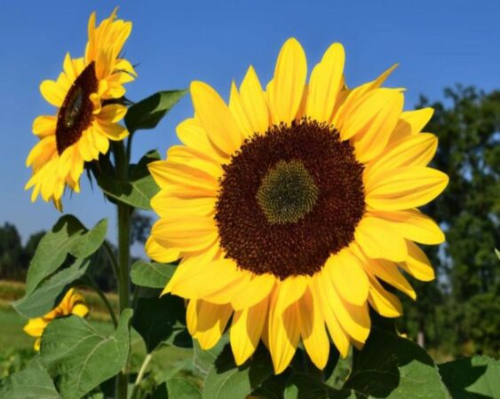 cara menanam biji bunga matahari dengan kapas
