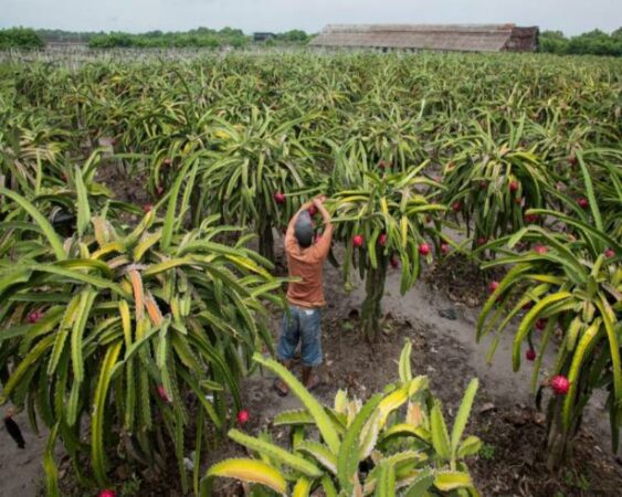 cara mengawinkan buah naga