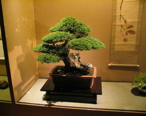 istilah dalam bonsai