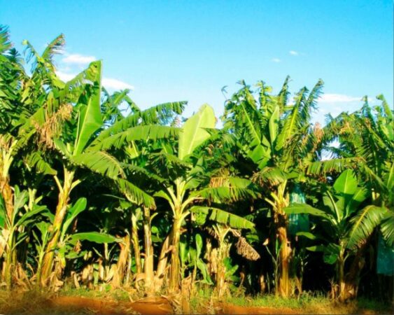 jarak menanam pisang