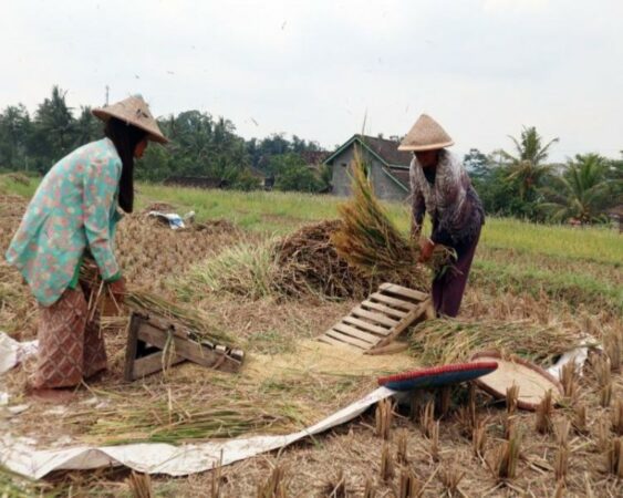 jenis mesin panen padi