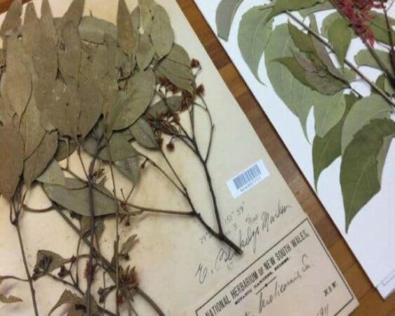nama-nama tanaman herbarium