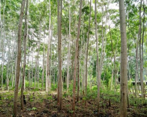 pupuk yang baik untuk pohon sengon