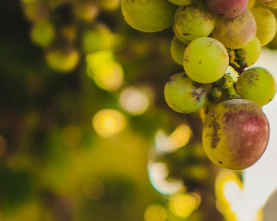 Cara Menanam Buah Anggur