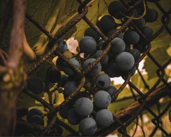 Cara Merawat Pohon Anggur
