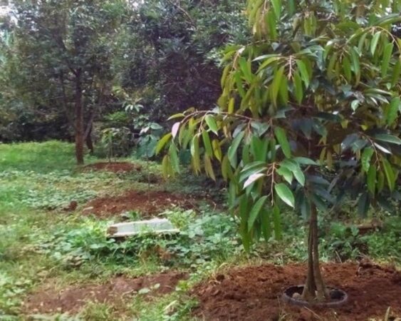 Cara Merawat Pohon Durian yang Masih Kecil