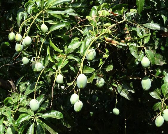 Cara menanam pohon mangga