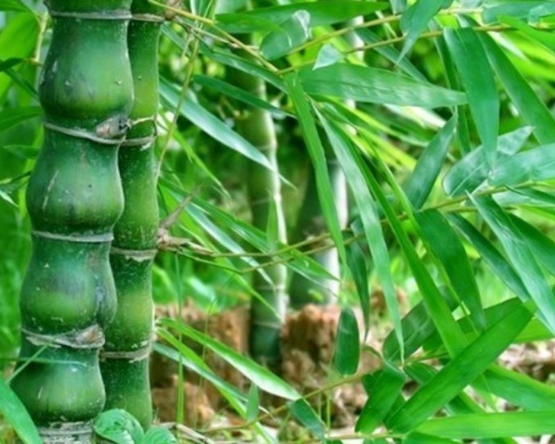 Ragam Jenis Tanaman Bambu di Indonesia - Berkebun