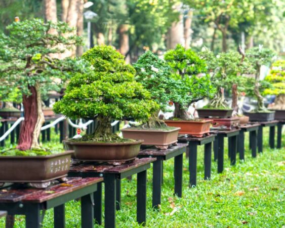 Budidaya Tanaman Bonsai