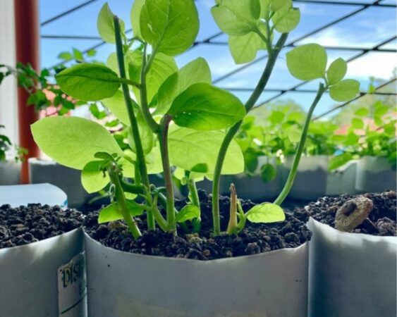 Budidaya Bayam Hijau Di Rumah Dengan Mudah - Berkebun