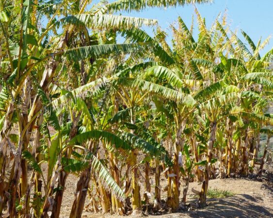 Cara Menanam Pohon Pisang