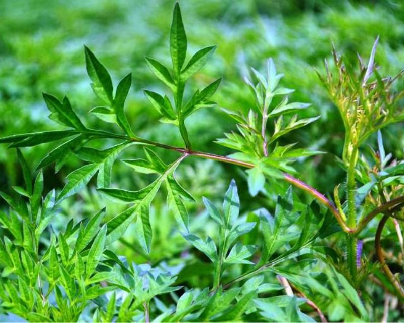 Cara Tanam Kenikir Sayur Dari Batang - Berkebun