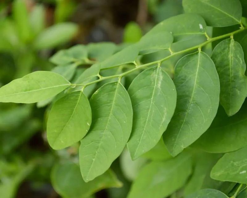 Cara Menanam Daun Katuk Di Pekarangan Rumah Berkebun