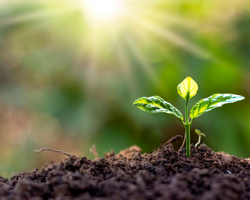 Manfaat Banyak Tanaman Di Depan Rumah - Berkebun