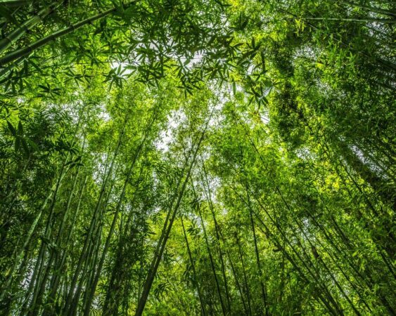Ragam Jenis Tanaman Bambu