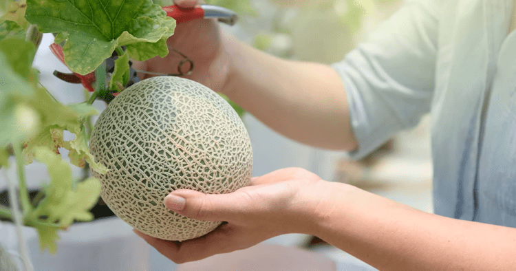 Buah Melon