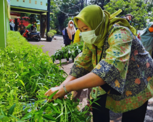 Keuntungan Menanam Sayur Akuaponik  (2)