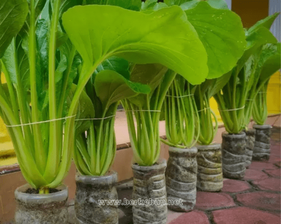 Menanam Sayur Di Botol Bekas