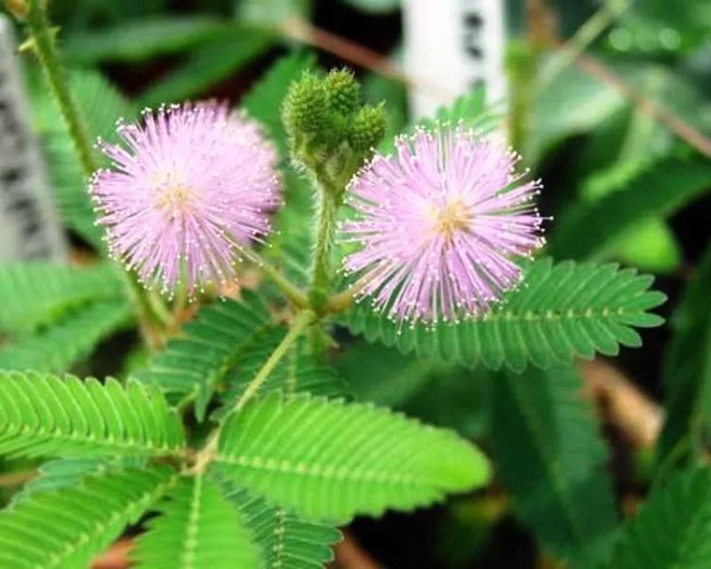Morfologi Tanaman Mimosa Pudica