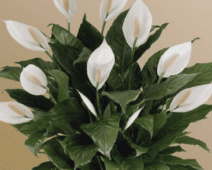 Peace Lily