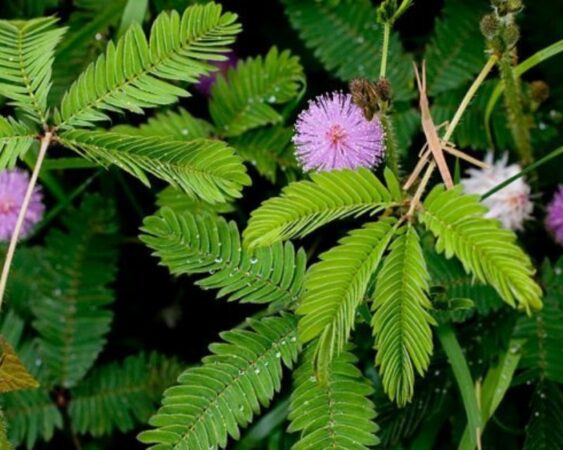 Tanaman Mimosa Pudica