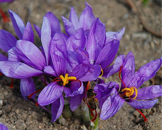 Bibit bunga saffron