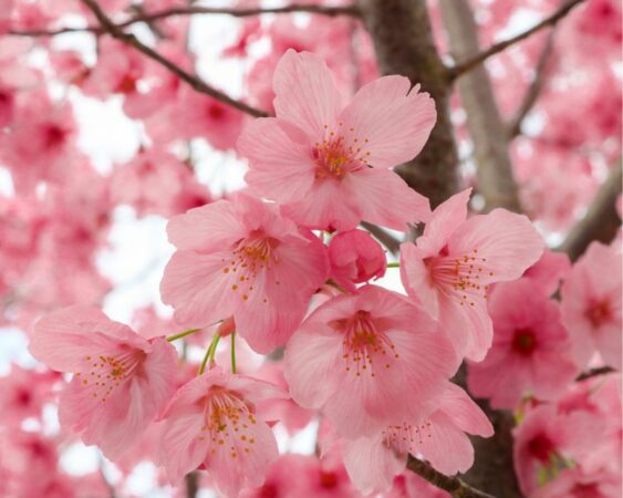 Fakta Unik Bunga Sakura