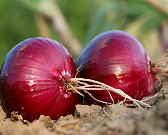 cara tanam bawang merah