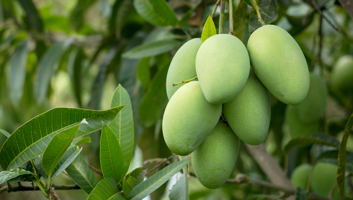 Buah Mangga