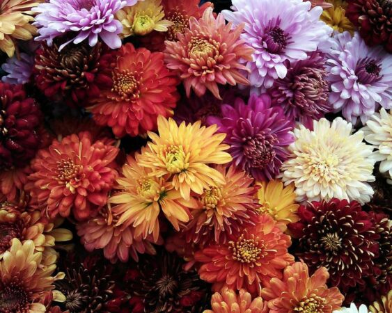 Bikin Pangling, Ini Dia 10 Bunga Tercantik Di Indonesia - Berkebun