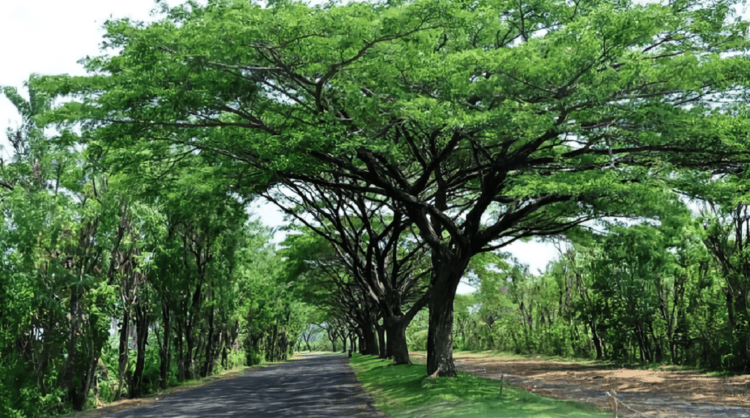 Pohon Peneduh