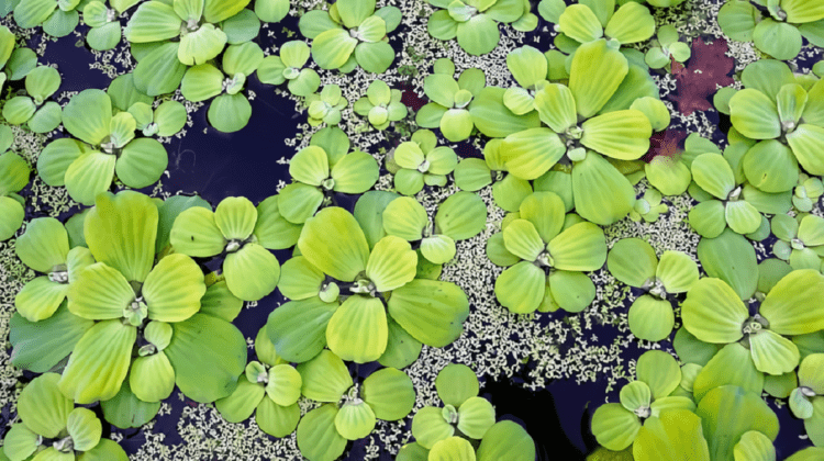 Tanaman Penjernih Kolam