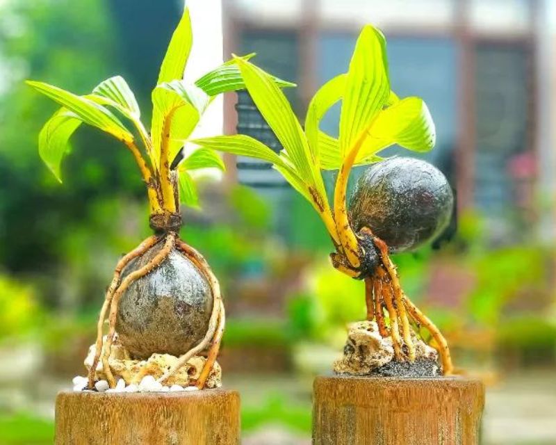 Cara Merawat Bonsai Kelapa dan Cara Membuatnya Berkebun